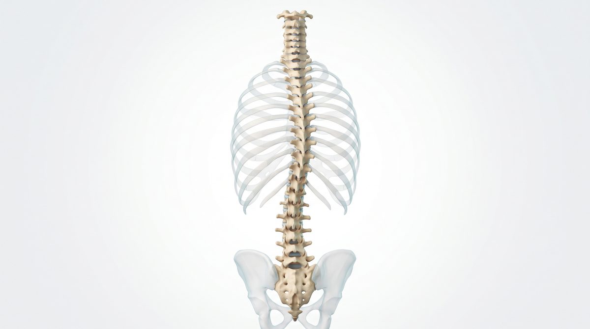 Illustration of an adult spine from behind with a sideways S-shaped curve
