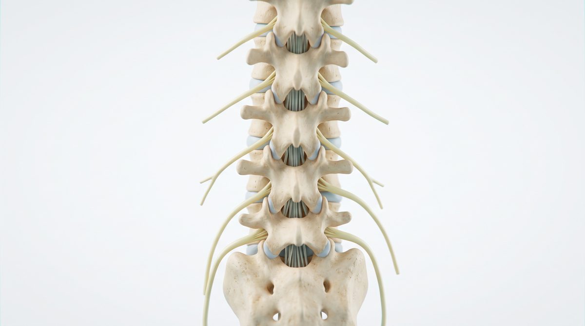 Illustration of the lower spine from behind with nerve roots leaving each level